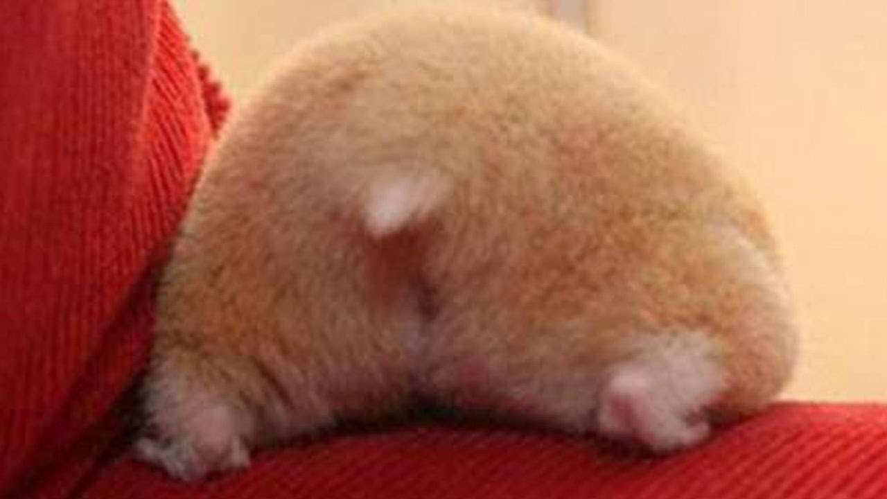 色々なハムスターが見たい