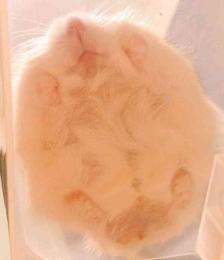 色々なハムスターが見たい