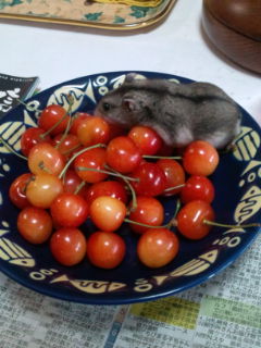 色々なハムスターが見たい