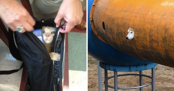 【画像】なぜそこに？