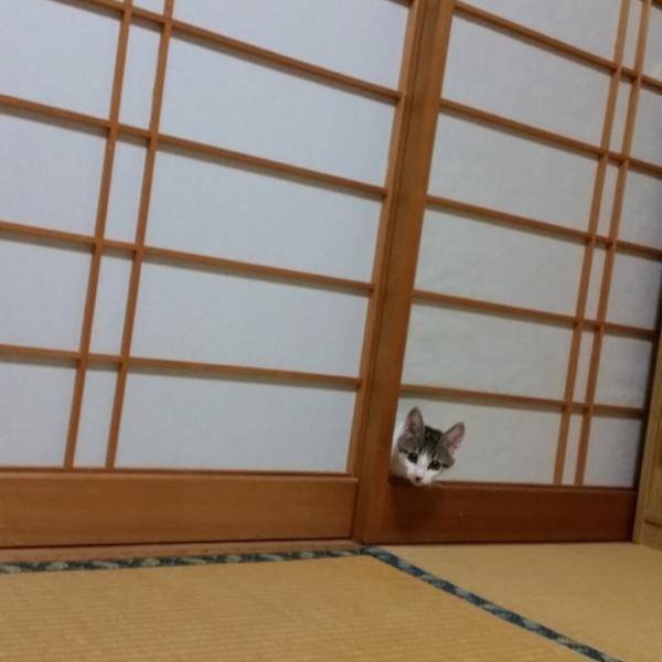 【画像】なぜそこに？