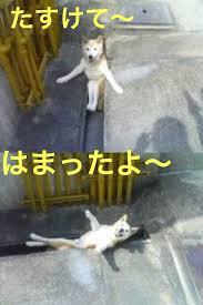 【画像】なぜそこに？