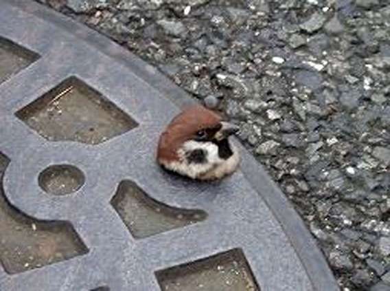 【画像】なぜそこに？