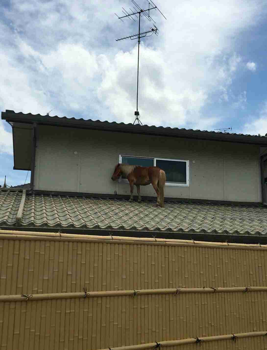 【画像】なぜそこに？