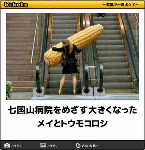 【限定】ジブリのboketeを集めよう