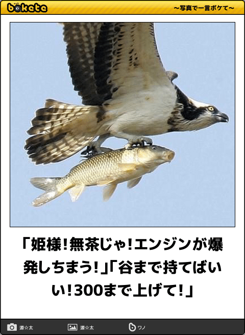 【限定】ジブリのboketeを集めよう