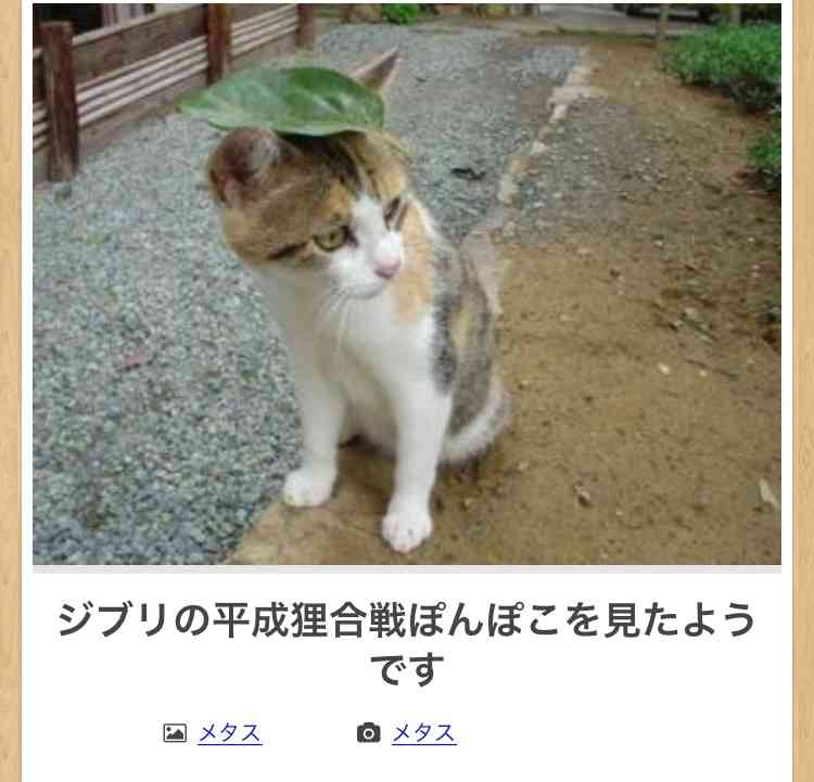 【限定】ジブリのboketeを集めよう