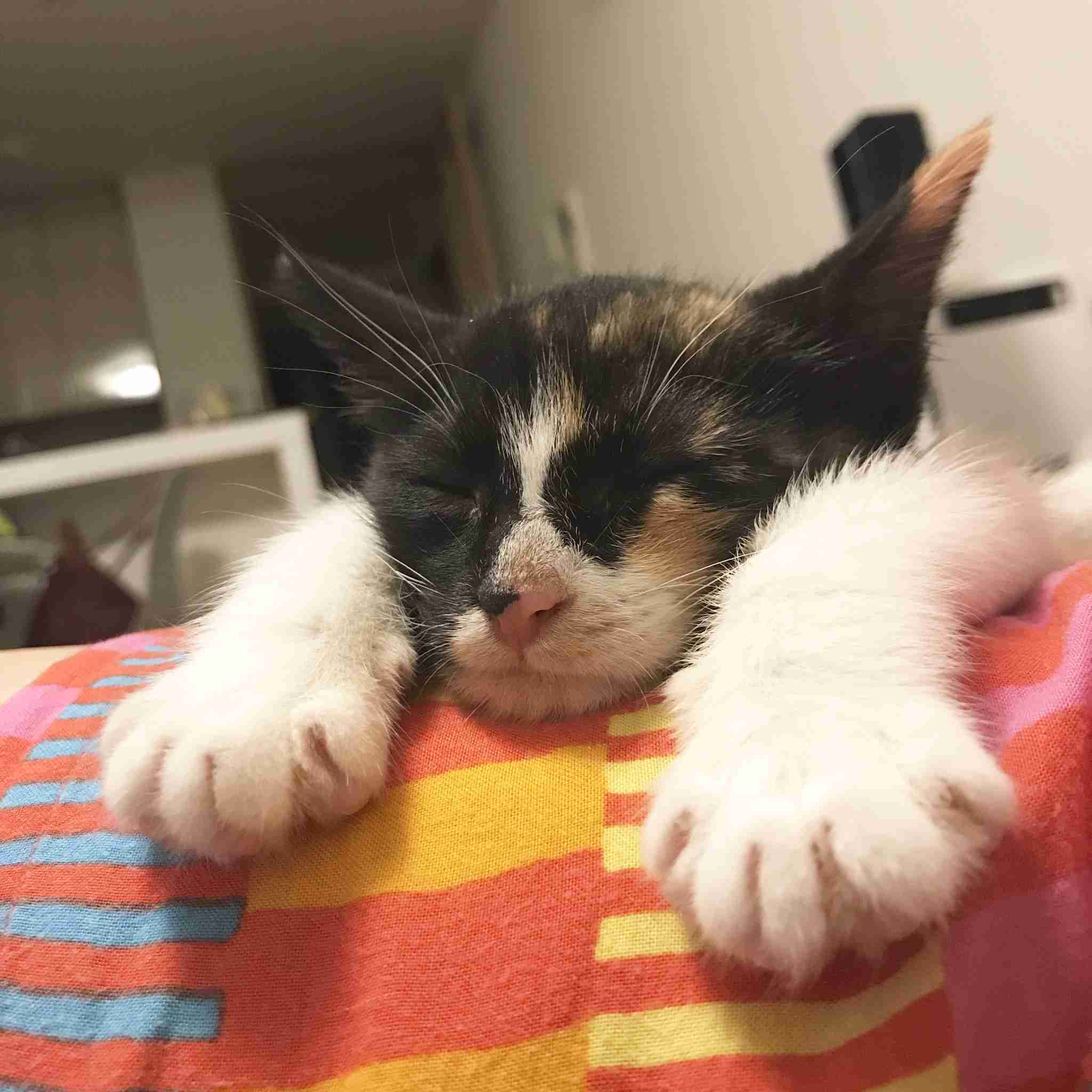 【画像】子猫が集まってくるトピ