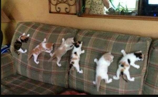 【画像】子猫が集まってくるトピ