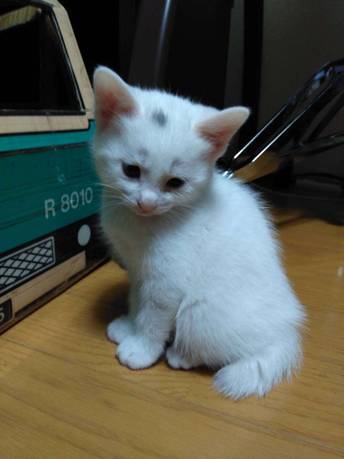 【画像】子猫が集まってくるトピ