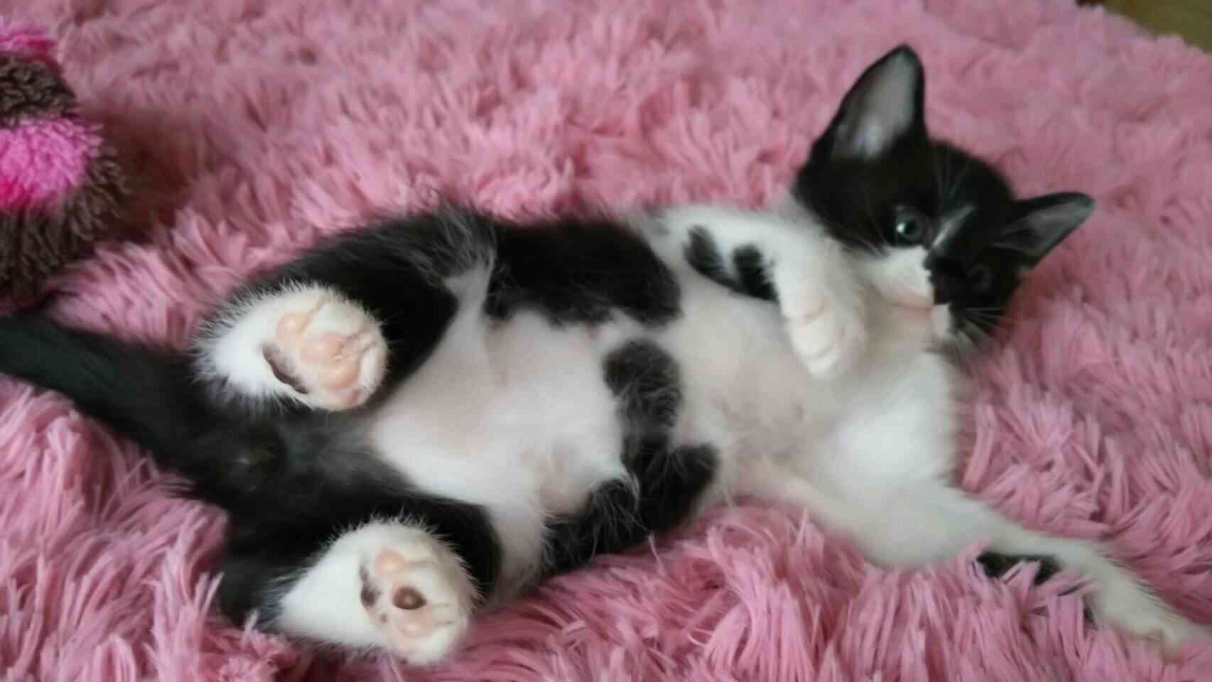 【画像】子猫が集まってくるトピ