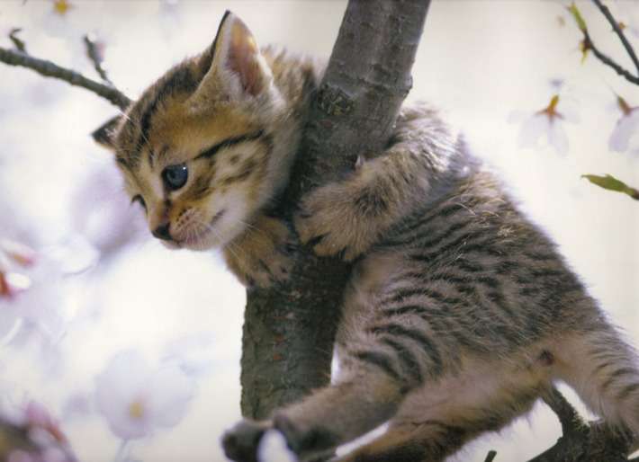 【画像】子猫が集まってくるトピ