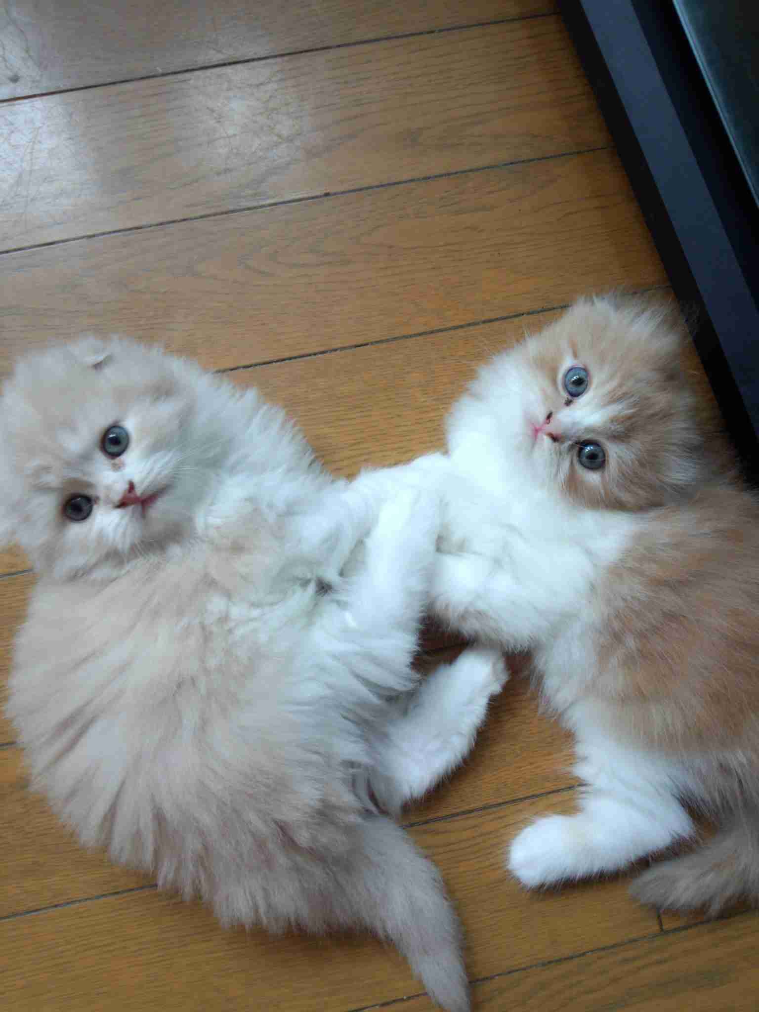 【画像】子猫が集まってくるトピ