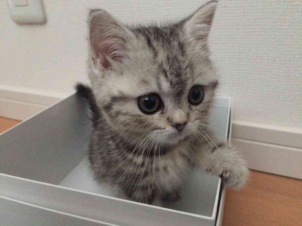 【画像】子猫が集まってくるトピ