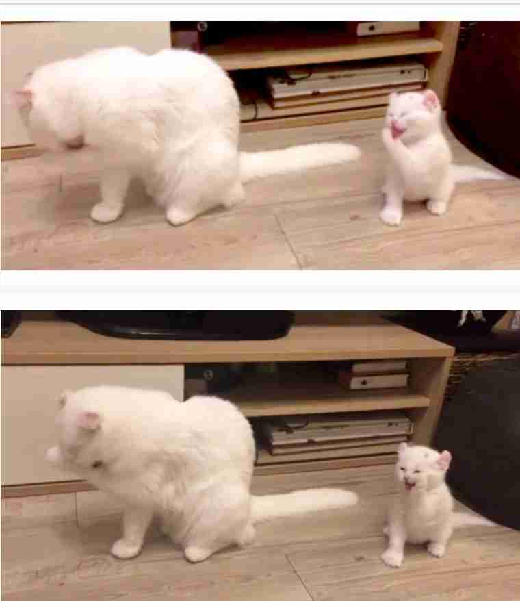 【画像】子猫が集まってくるトピ