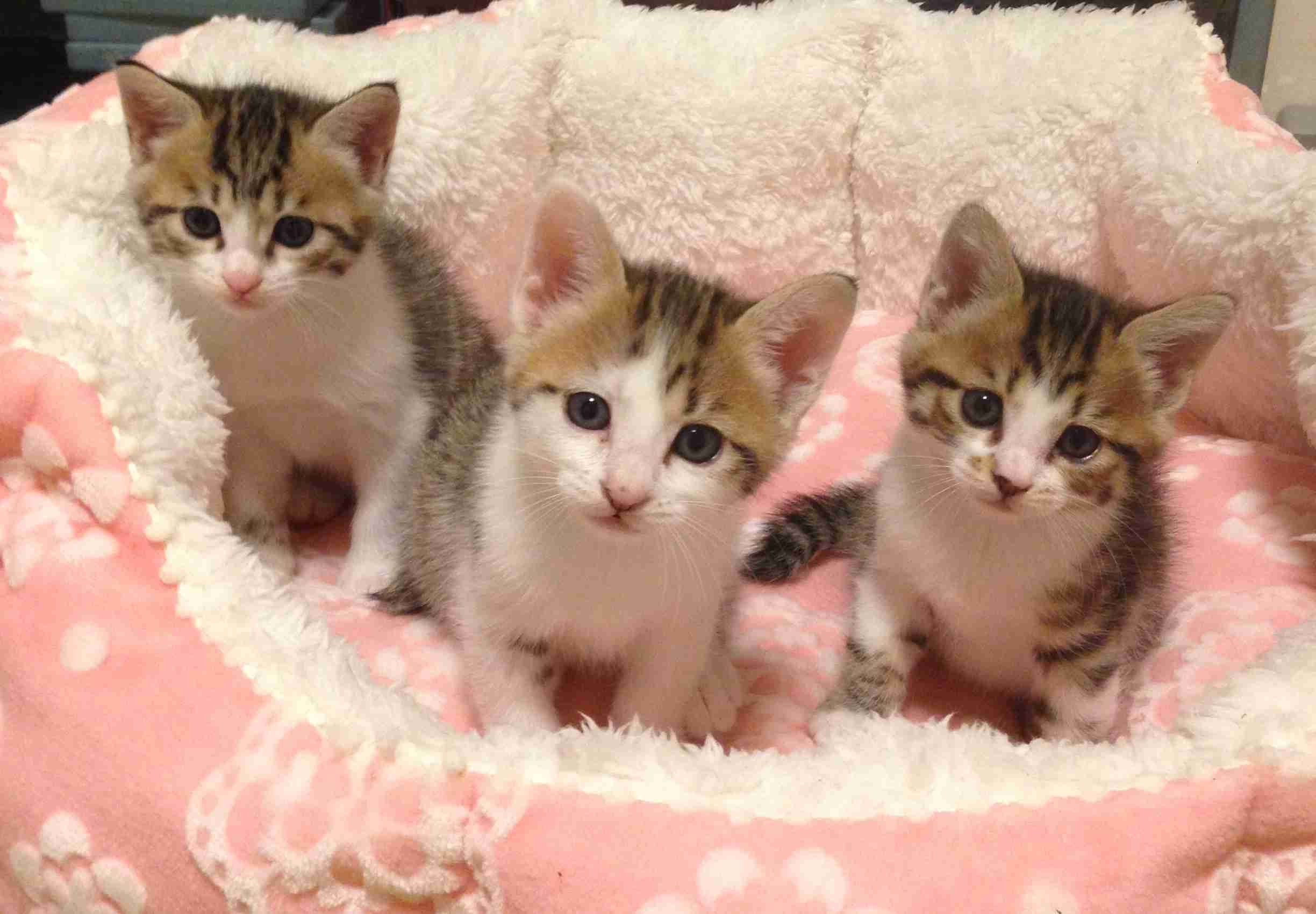 【画像】子猫が集まってくるトピ