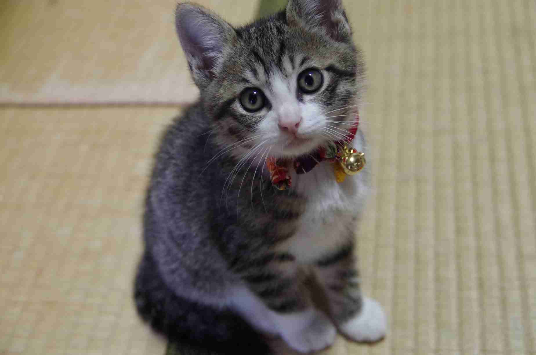 【画像】子猫が集まってくるトピ