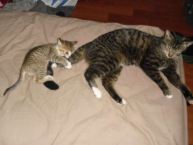 【画像】子猫が集まってくるトピ