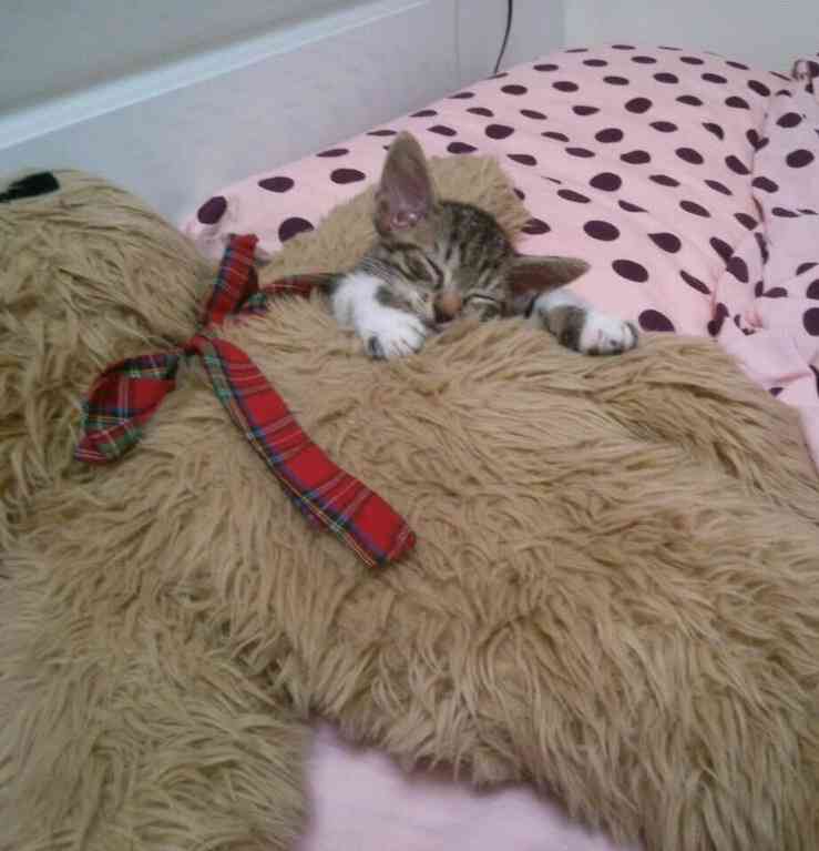 【画像】子猫が集まってくるトピ