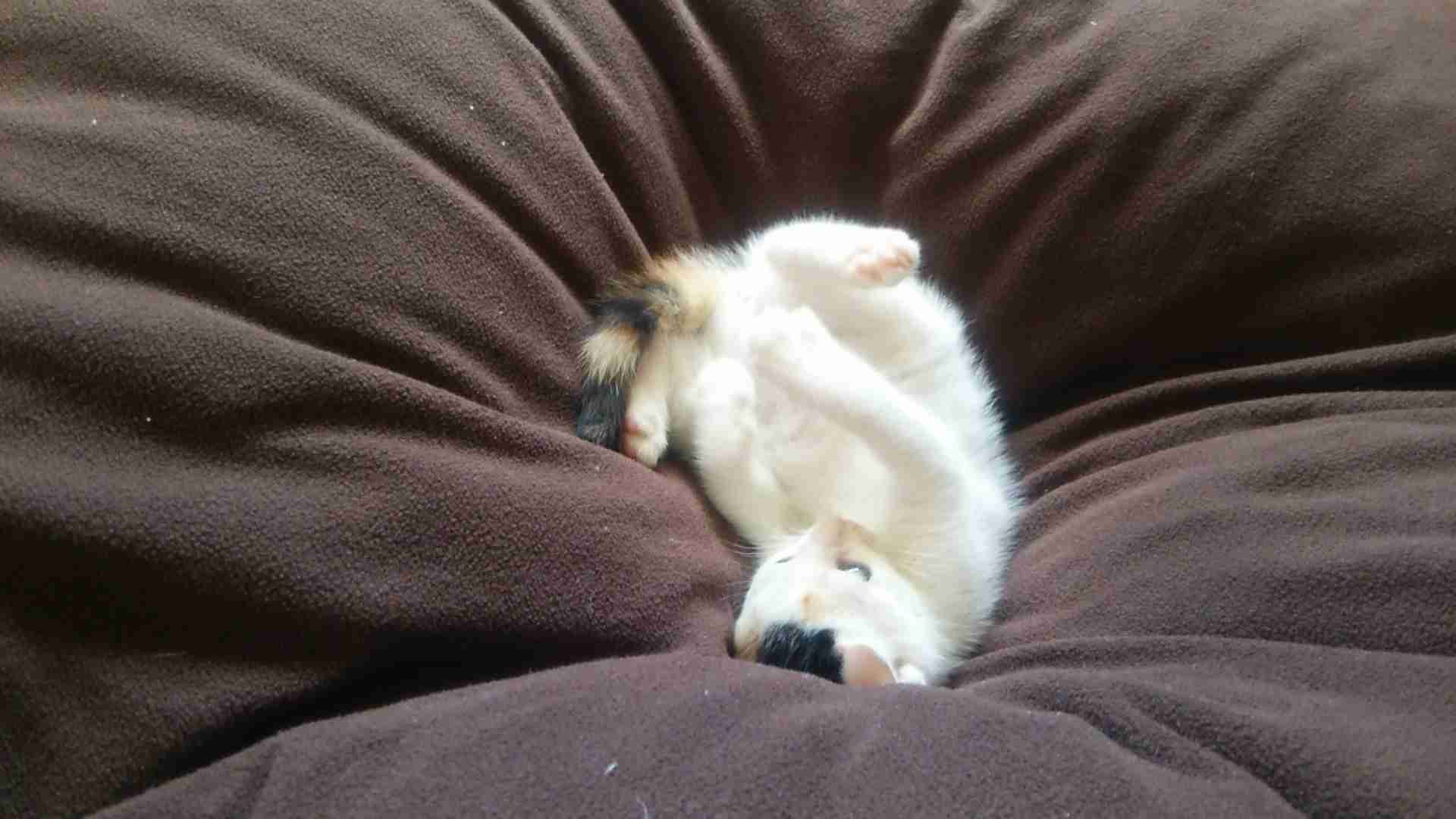 【画像】子猫が集まってくるトピ