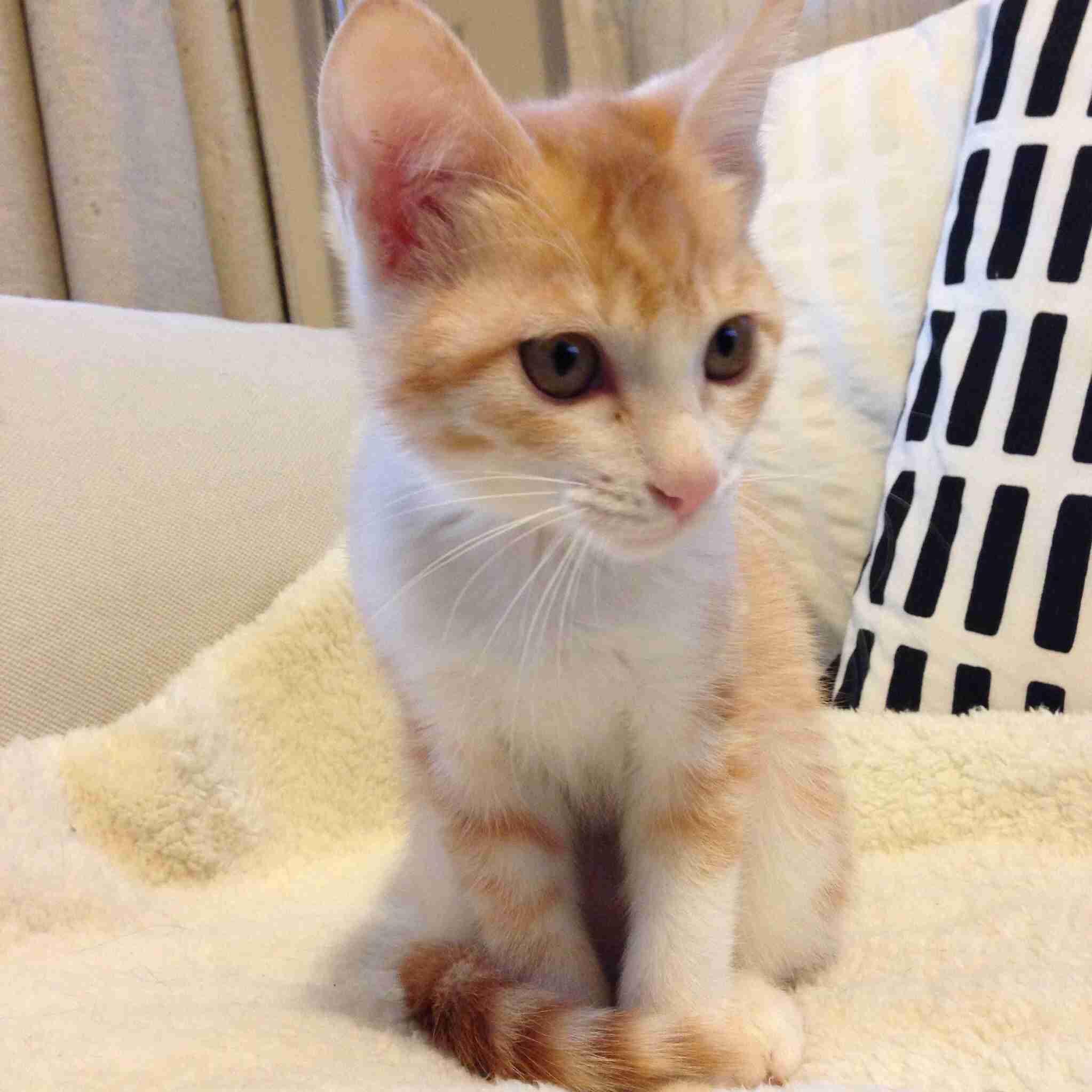 【画像】子猫が集まってくるトピ