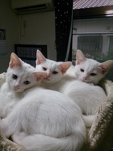 【画像】子猫が集まってくるトピ