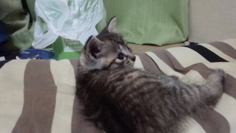 【画像】子猫が集まってくるトピ