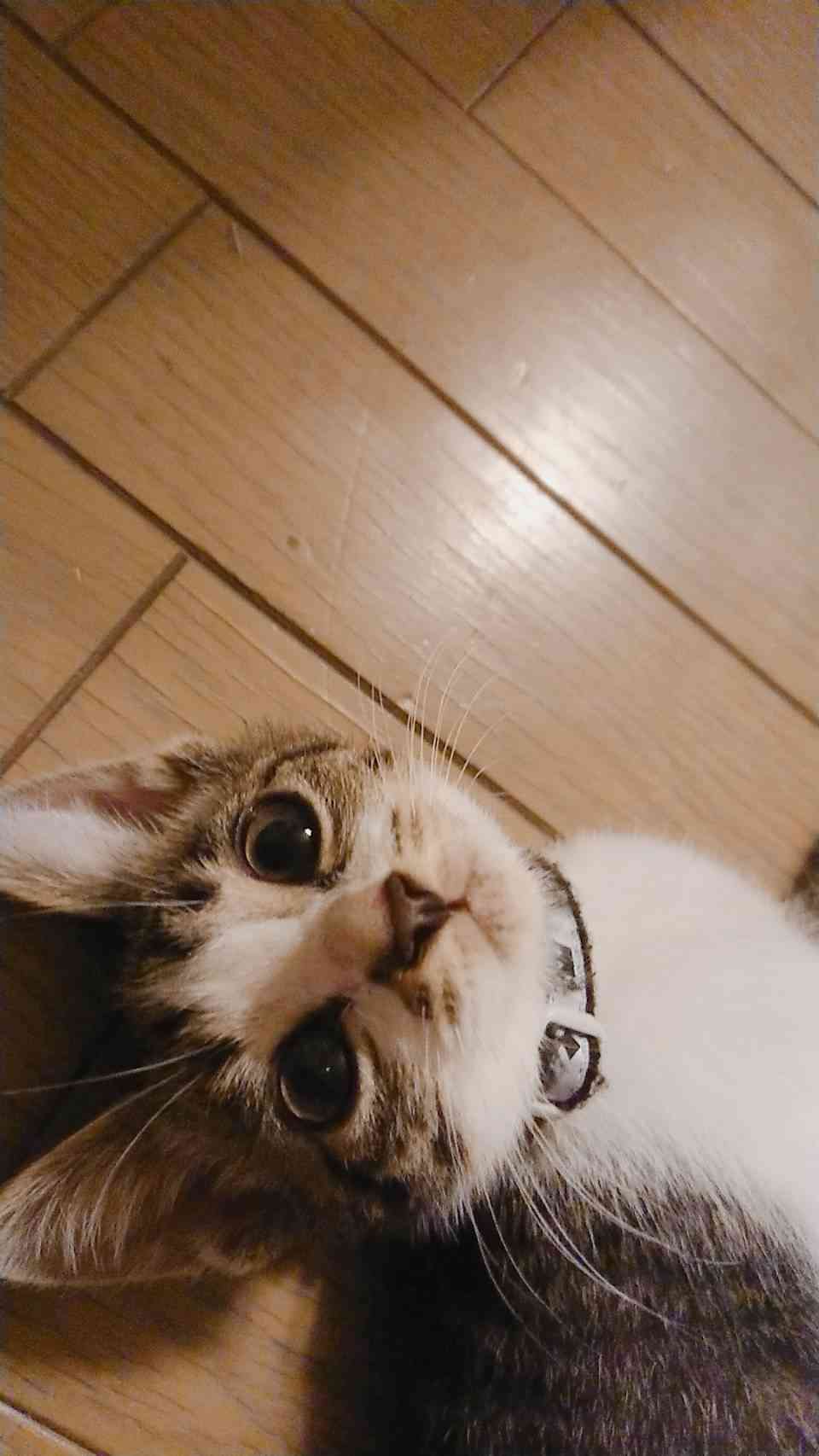 【画像】子猫が集まってくるトピ