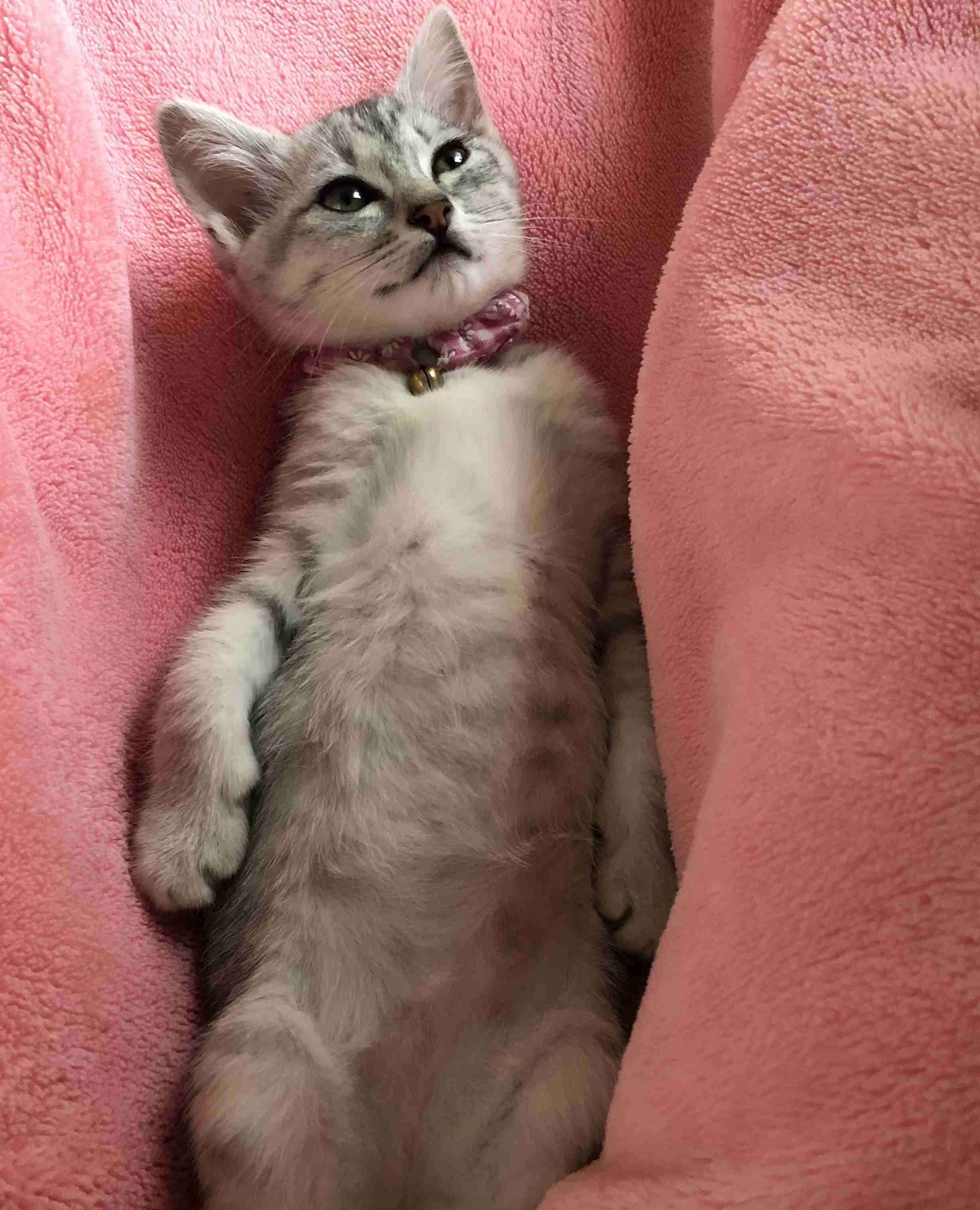 【画像】子猫が集まってくるトピ