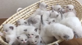 【画像】子猫が集まってくるトピ