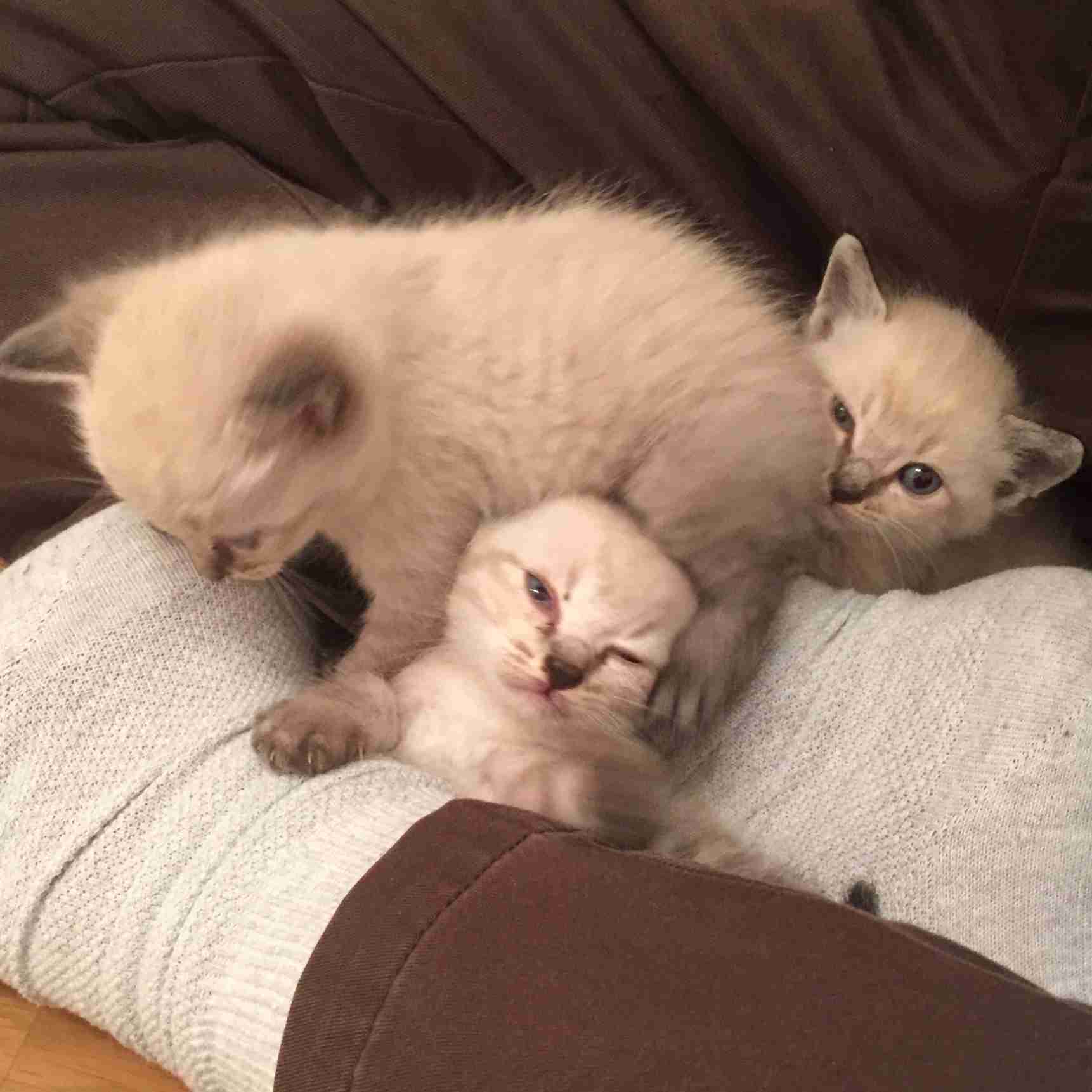 【画像】子猫が集まってくるトピ