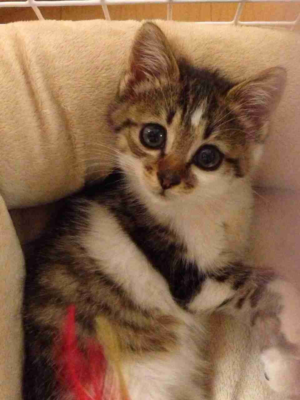 【画像】子猫が集まってくるトピ