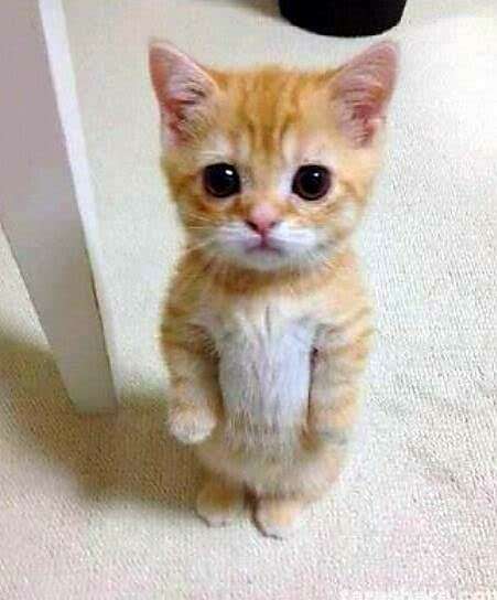 【画像】子猫が集まってくるトピ