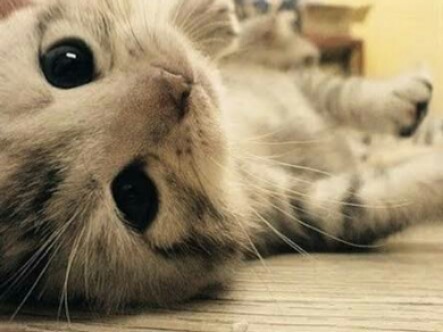 【画像】子猫が集まってくるトピ