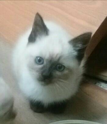 【画像】子猫が集まってくるトピ