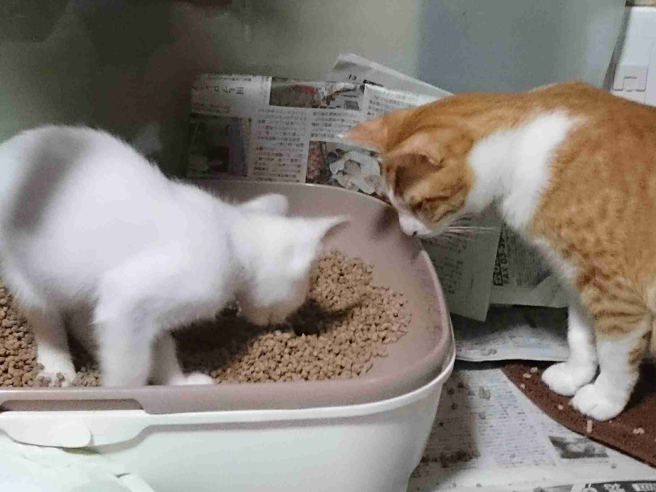 【画像】子猫が集まってくるトピ