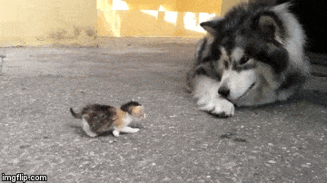 【画像】子猫が集まってくるトピ