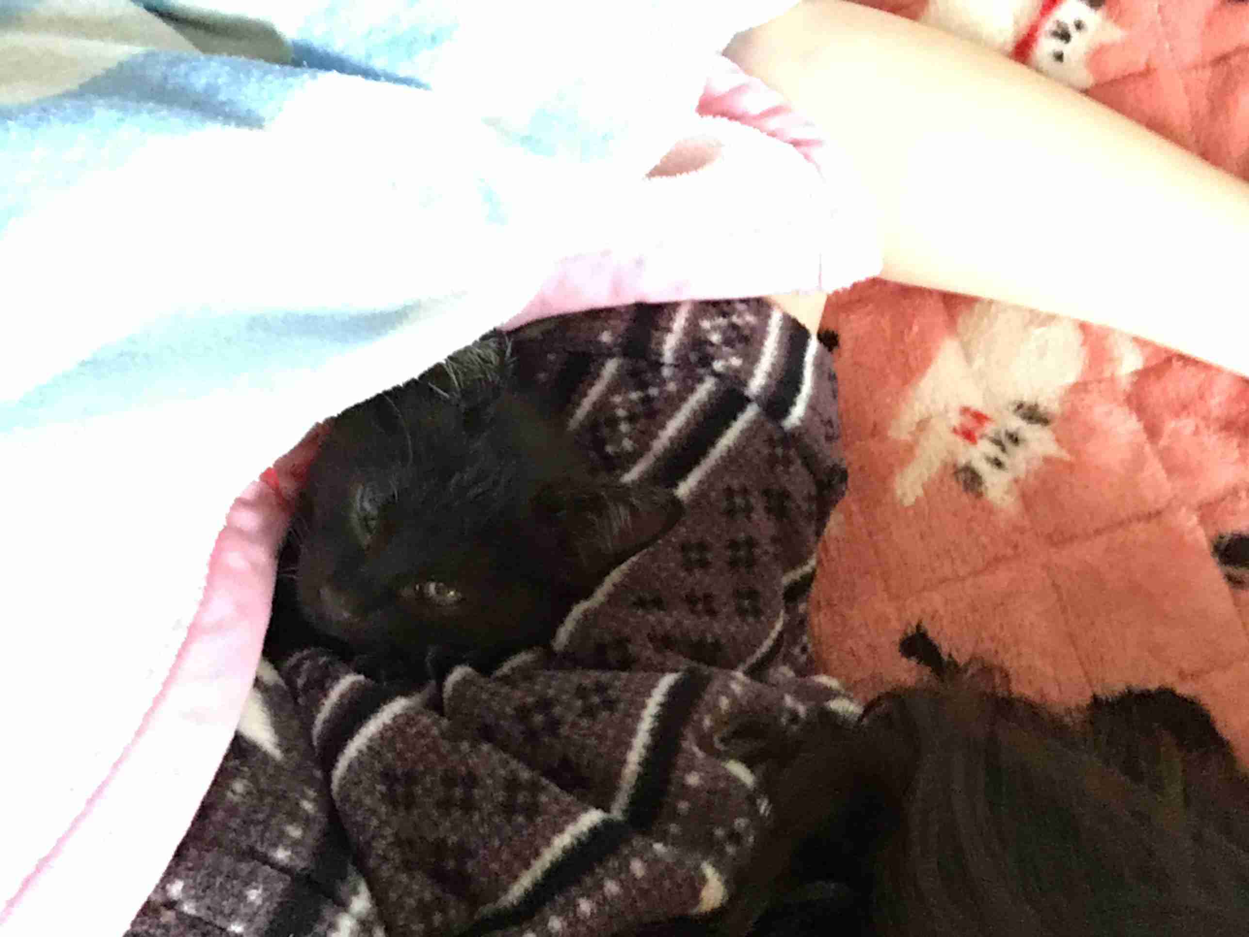 【画像】子猫が集まってくるトピ