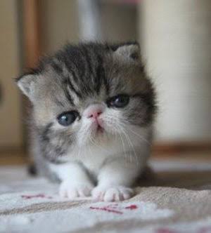 【画像】子猫が集まってくるトピ