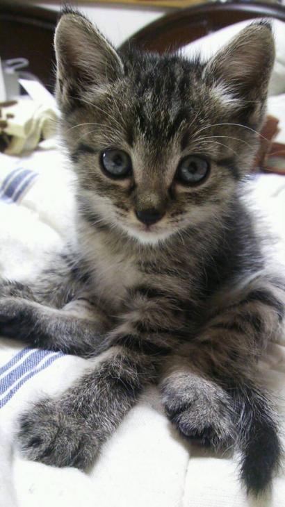 【画像】子猫が集まってくるトピ