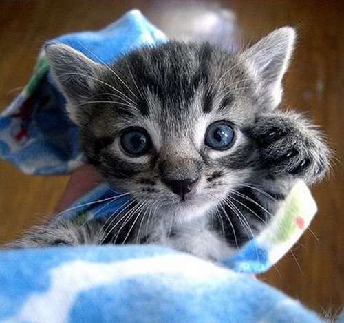 【画像】子猫が集まってくるトピ