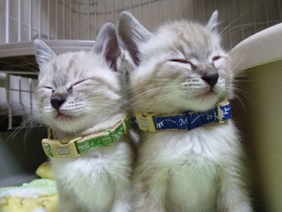 【画像】子猫が集まってくるトピ