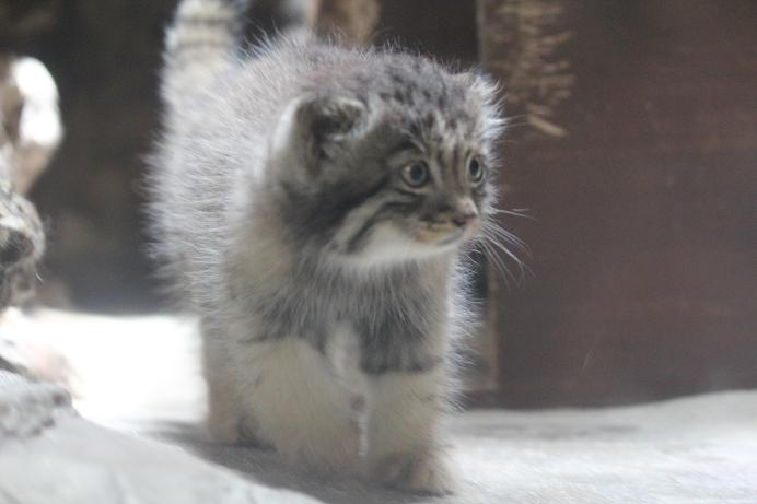 【画像】子猫が集まってくるトピ