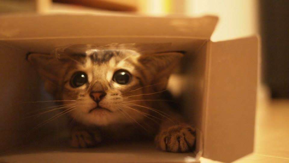 【画像】子猫が集まってくるトピ