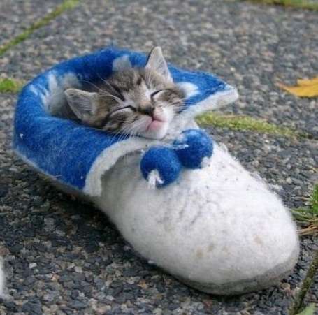 【画像】子猫が集まってくるトピ