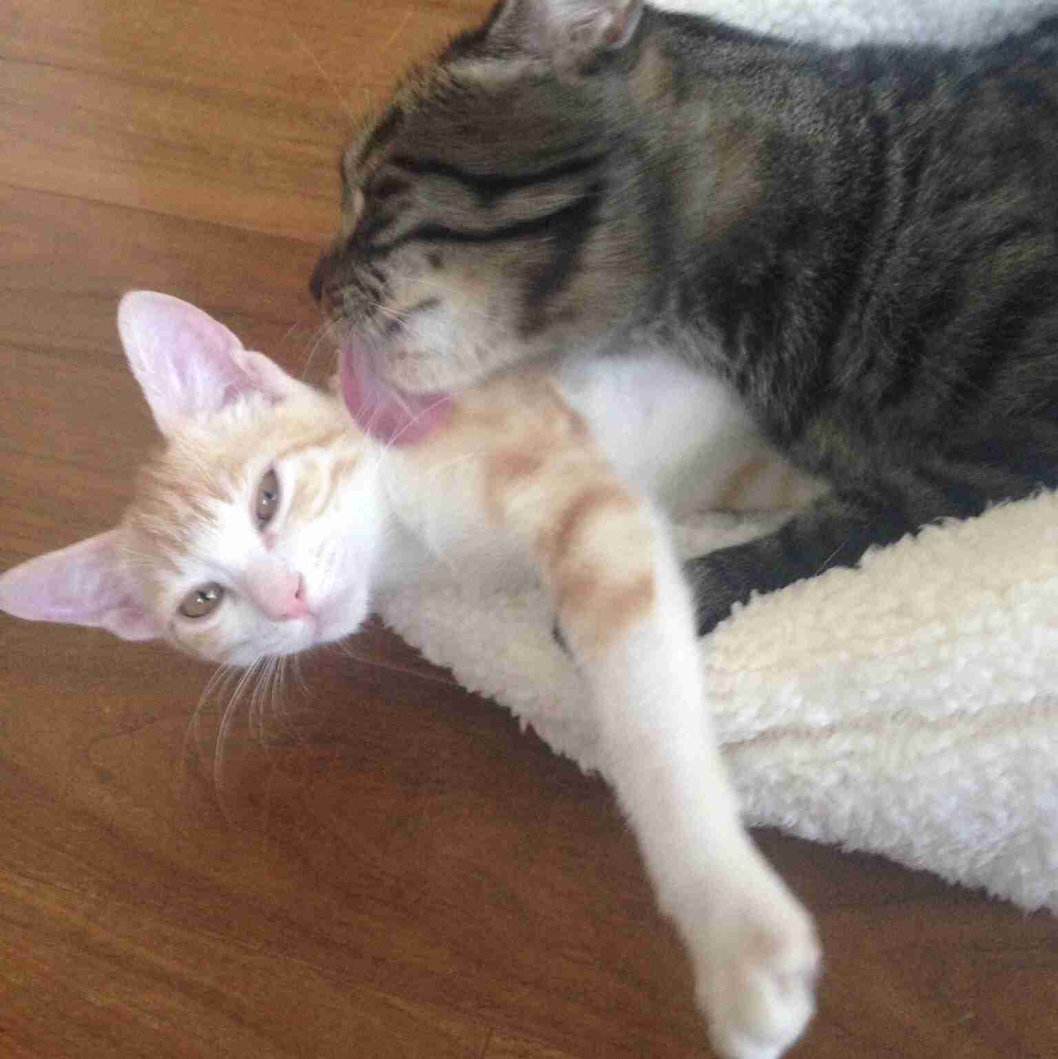 【画像】子猫が集まってくるトピ