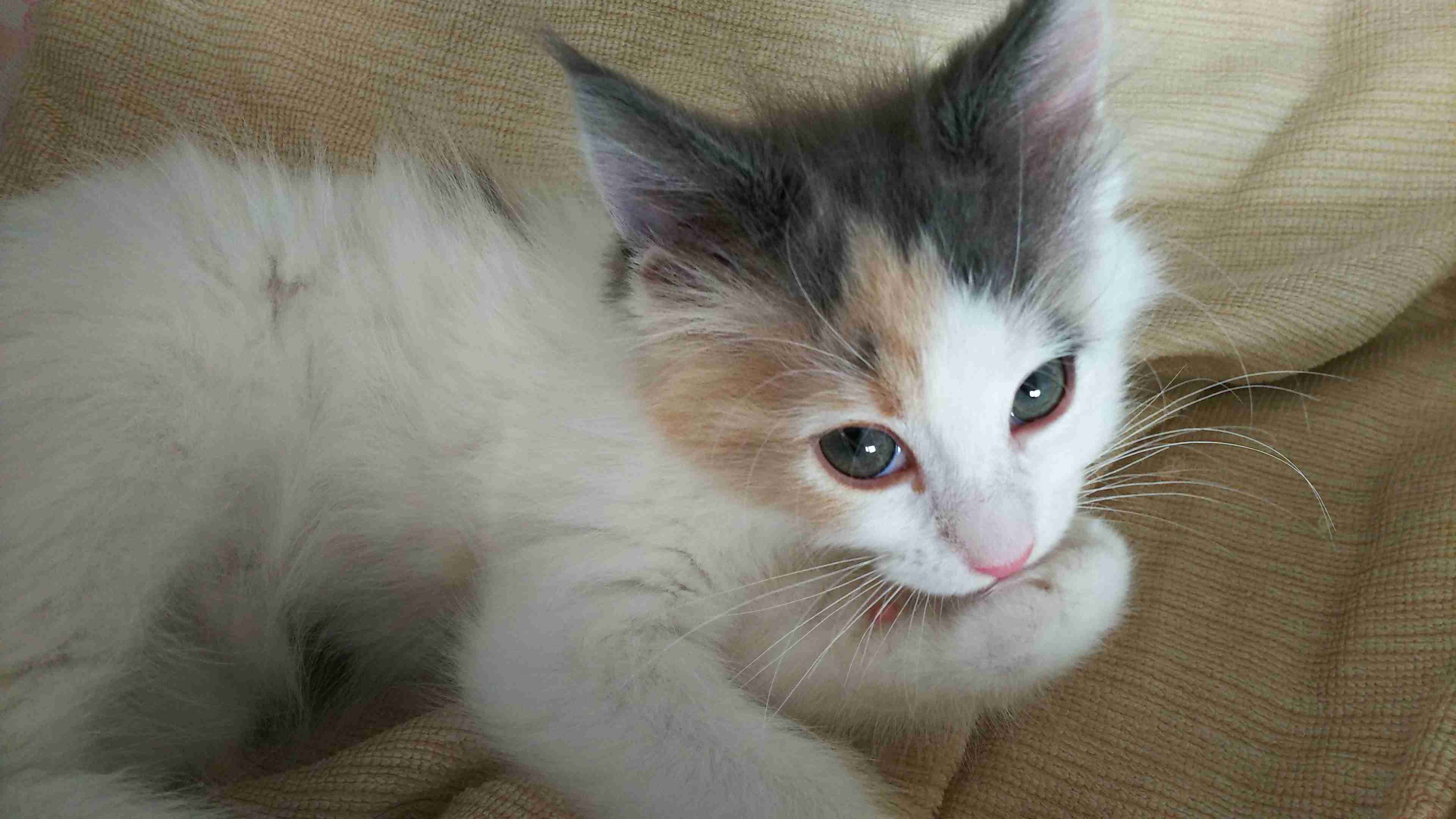 【画像】子猫が集まってくるトピ