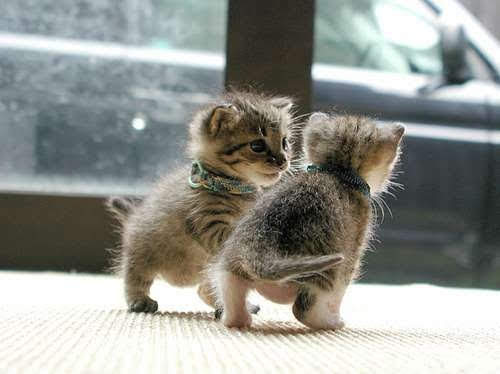 【画像】子猫が集まってくるトピ
