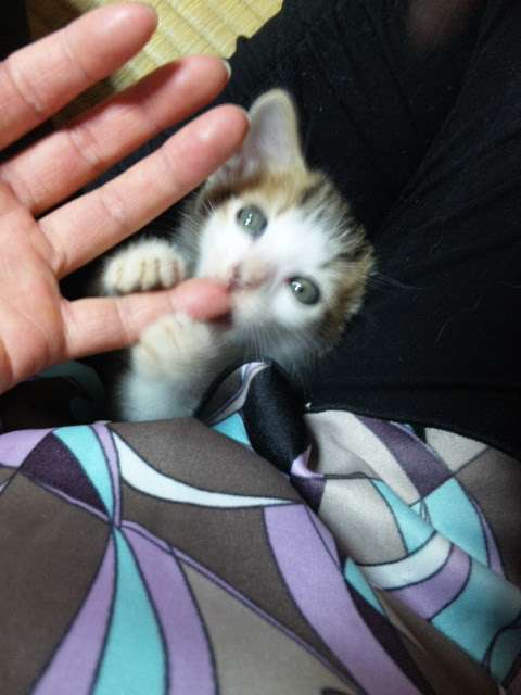 【画像】子猫が集まってくるトピ