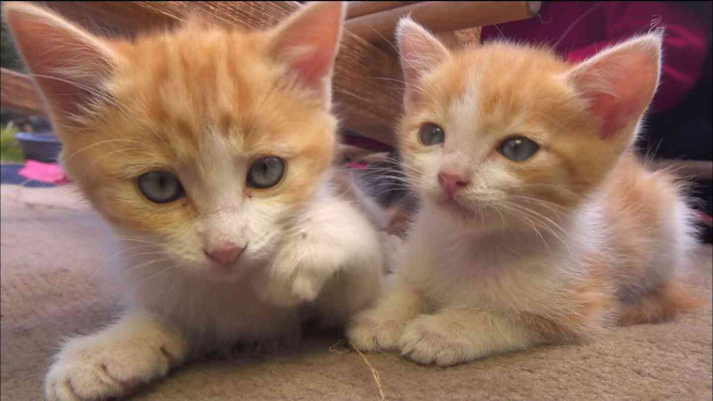 【画像】子猫が集まってくるトピ